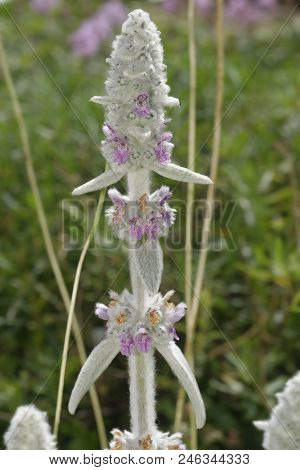 Lambs Ear - Stachys Byzantina
Native To Turkey, Armenia, And Iran But Widely Grown In Gardens