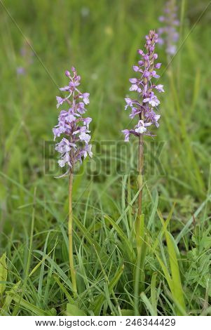 Common Fragrant Orchid - Gymnadenia Conopsea
Two Flowers