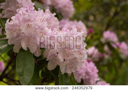 Magnolia Pink Blossom Tree Flowers, Close Up Branch, Outdoor. Garden In Grasmere, Cumbria, England, 