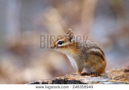 Close up shot of Chip munk