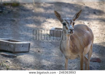 The Goitered Gazelle Calf (gazella Subgutturosa) In A Korkeasaari, Helsinki Finland