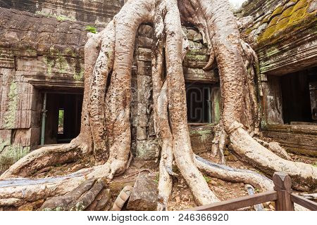 Ta Prohm Or Prasat Taprohm Is The Temple At Angkor In Siem Reap In Cambodia