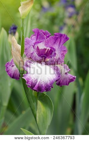 Beautiful Violet Fleur De-lis Flower, Iris Blooming In The Garden.