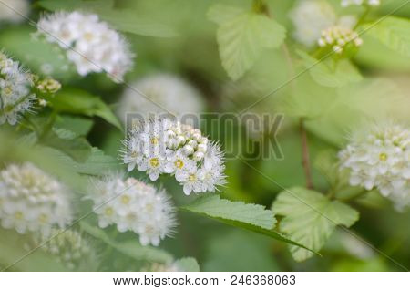 Soft Focused Close Up Picture Of White Spirea, Bush Of Thunbergii Or Thunbergii Meadowsweet. Beautif
