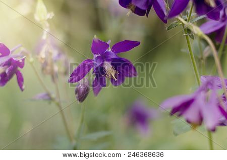 Beautiful Ultraviolet European Columbine, Aquilegia Vulgaris, Blossoming In The Meadow