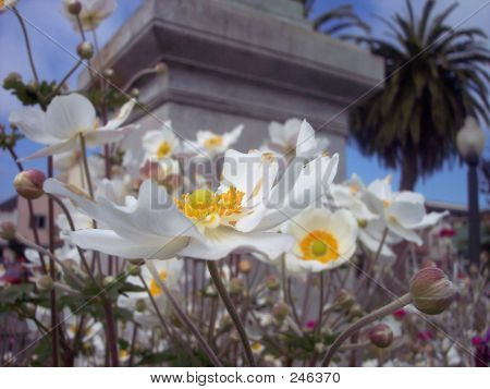 Whitepoppies