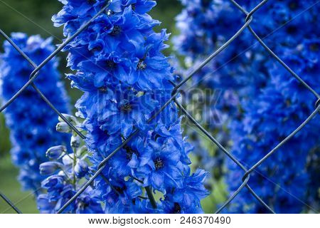Blooming Blue Delphinium Elatum Flowers Growing Through Rabitz