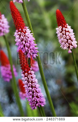 Primula Vialii Or Orchid Primrimula Is A Primrose Blooming In Summer, With Red-purple Flowers