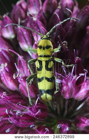 Yellow Longhorn Beetle, Chlorophorus Varius On The Flower