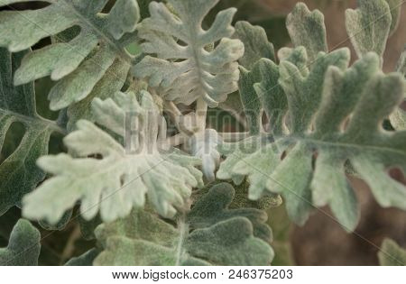 Close Up Of Beautiful Wooly Leaves Of Silver Ragwort.