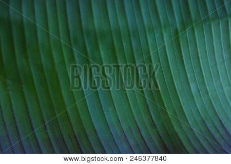 Close Up Cropped Image Of Banana Palm Leaf With Visible Texture Structure. Green Nature Concept Back