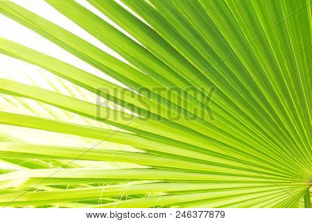 Close Up Of Stripped Sugar Palm Leaf Of Lime Green Color With Visible Texture Structure. Anti Pollut