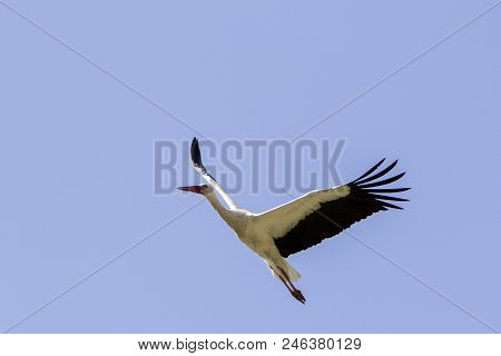 Elegant Beautiful White Stork Bird With Spread Wings, Black Tail And Long Legs Flying High In The Cl