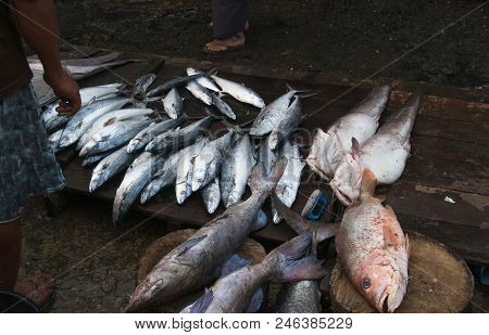 Various Fish Type In The Market, Sittwe Myanmar