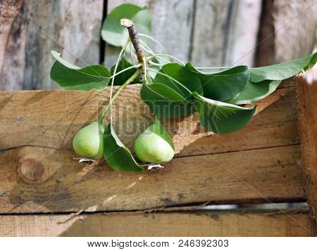 Two Green Unripe Pears, Green Leaves Against The Background Of A Buffy Cut Of A Tree