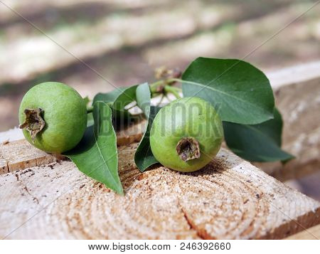 Two Green Unripe Pears, Green Leaves Against The Background Of A Buffy Cut Of A Tree
