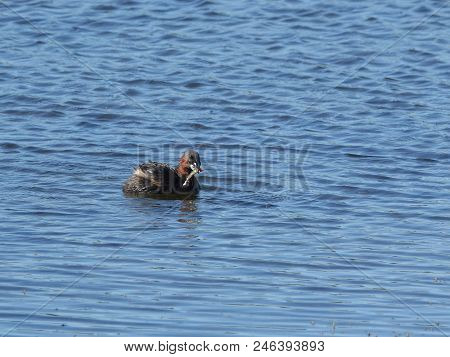 Little Grebe (tachybaptus Ruficollus) With Small Fish