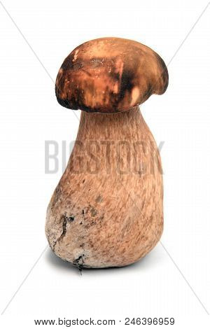 The Dark Cep Bolete, Boletus Aereus Isolated On White