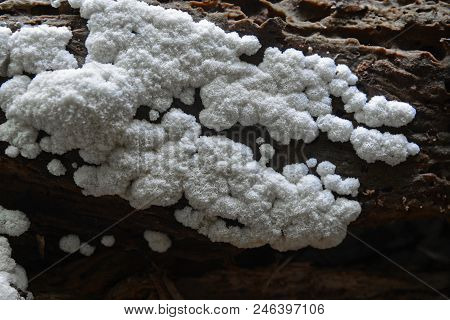 Ceratiomyxa Porioides Slime Mold On Tree Stump