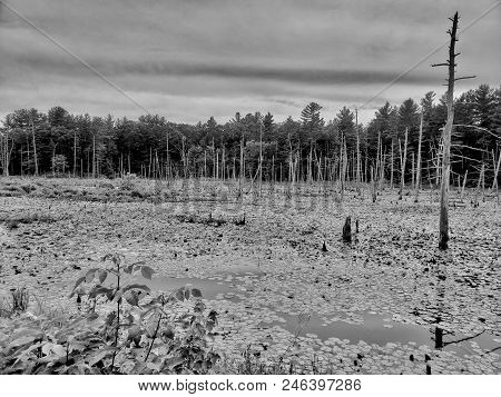 Black And White Photo Of A Swamp Like Area With A Dark Sky In Derry, Nh