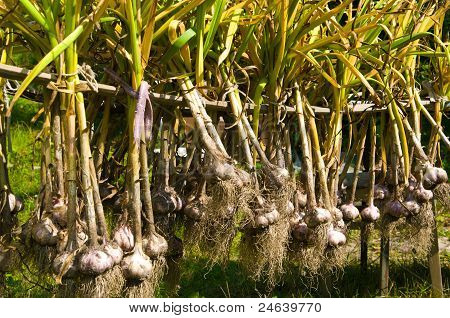 Ail biologique séchage