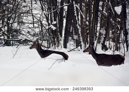 Two Female Red Deers In The Snow