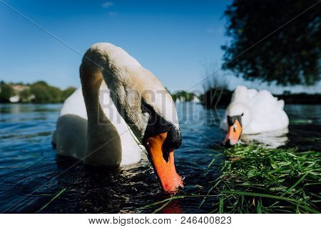Close Up Of White Grace Swan Couple Stretching His Neck And Head Towards The Camera. Alster Lake On 