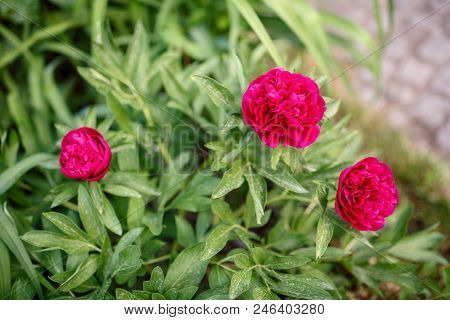 Red Paeonia, Paeonia Officinalis, Common Peony, Garden Peony