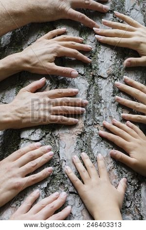 Many Hands On The Background Of An Old Tree, The Connection Between Man And Nature