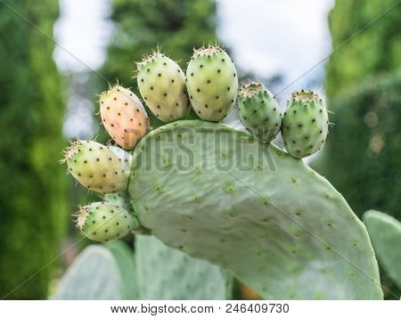 Prickly pear or opuntia plant close -up.