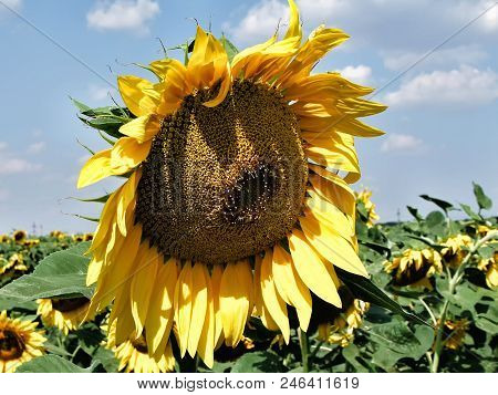 Field Of Sunflowers, With A Large Sunflower In The Center. Blue Sky Background. Summer Mood. Live Ph