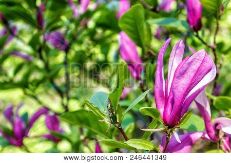 Magnolia Blooms. Beautiful Violet Magnolia Flowers In The Spring Season On A Magnolia Tree.