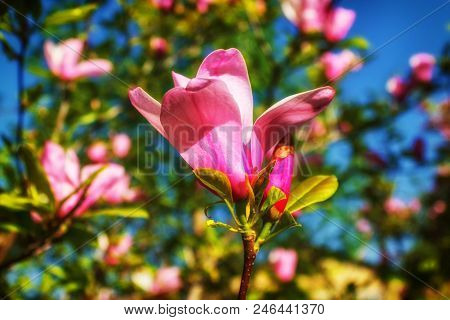 Magnolia Blooms. Beautiful Violet Magnolia Flowers In The Spring Season On A Magnolia Tree.