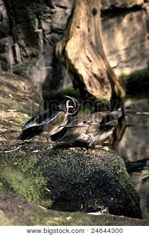 Preening fjer