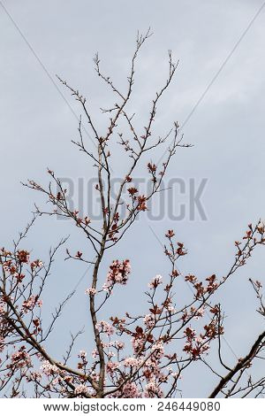 A Unique Photo Of Bright Tender Offshoot  Of A Tree Growing