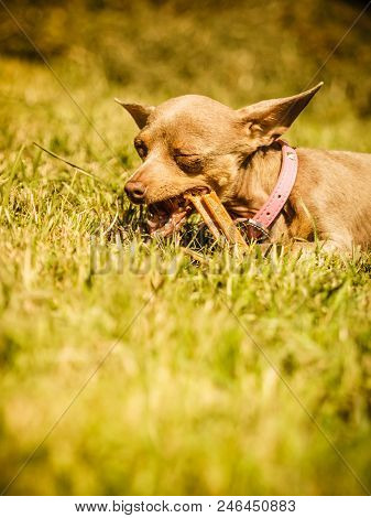 Little Pinscher Ratter Prazsky Krysarik Crossbreed Small Dog Playing Outside On Grass During Summer 