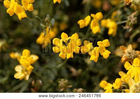 Flowers Of Coronilla Minima