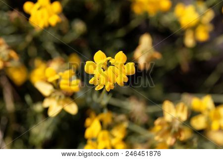 Flowers Of Coronilla Minima