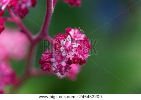 Macro Photo Of Rodgersia Pinnata