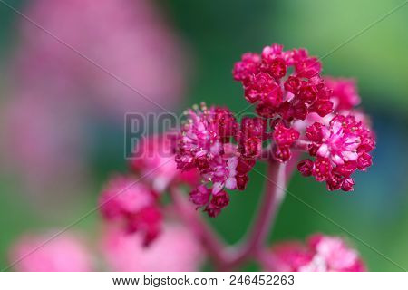 Macro Photo Of Rodgersia Pinnata
