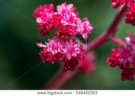 Macro Photo Of Rodgersia Pinnata