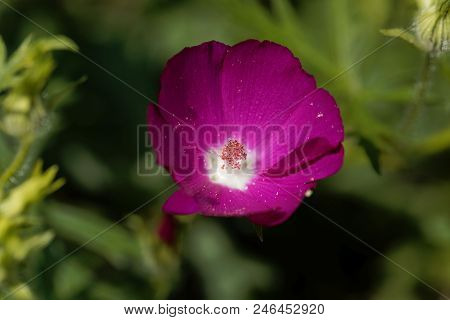 Purple Poppy-mallow (callirhoe Involucrata)