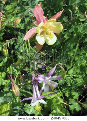 Flowers Of Yellow And Red Aquilegia In The Spring Garden. Gardening In Ukraine