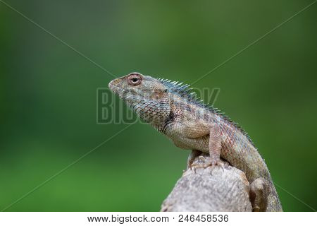 A Garden Lizard Sitting On The Log With A Nice Soft Background On A Beautiful Pleasant Day