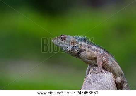 A Garden Lizard Sitting On A Log With A Nice Green Background