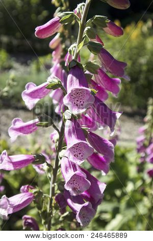 The Flowering Digitalis Purpurea Or Common Purple Foxglove In Garden