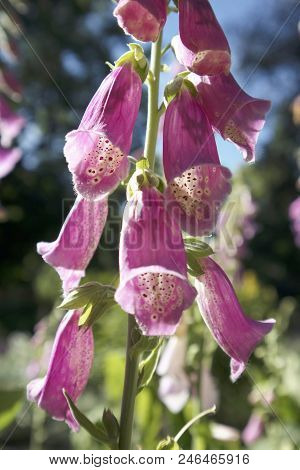 The Flowering Digitalis Purpurea Or Common Purple Foxglove In Garden