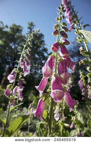 The Flowering Digitalis Purpurea Or Common Purple Foxglove In Garden