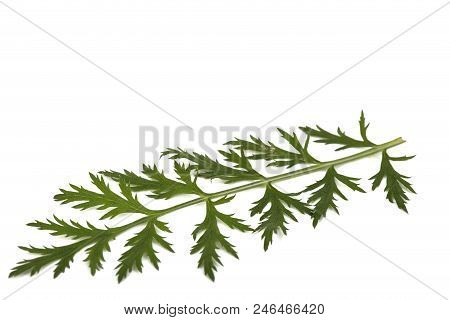 Leaf And Stem Of The Pyrethrum Flower, Isolated On White Background