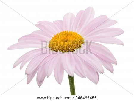 Flowers Of Pyrethrum, Isolated On White Background